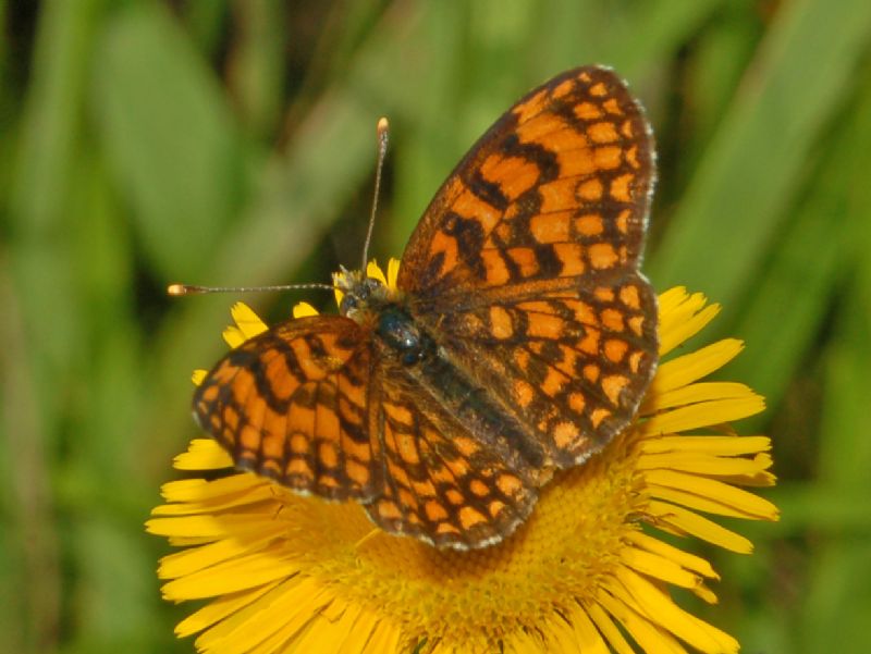 Melitaea a gogo - Melitaea nevadensis, Nymphalidae